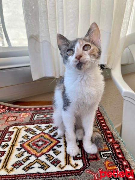 Sarman, Kedi  Patates ve Güzel fotoğrafı