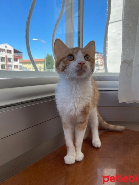 Sarman, Kedi  Patates ve Güzel fotoğrafı