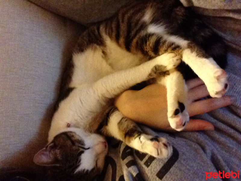 Tekir Kedi, Kedi  Minnoş fotoğrafı