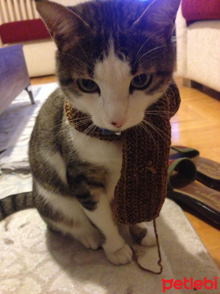 Tekir Kedi, Kedi  Minnoş fotoğrafı