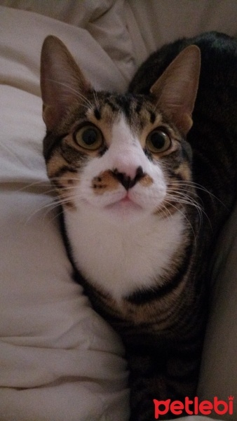 Tekir Kedi, Kedi  Paşa fotoğrafı