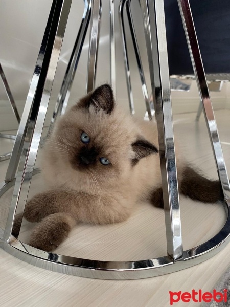 British Shorthair, Kedi  Çakıl fotoğrafı