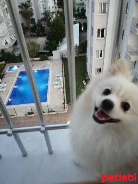 Pomeranyalı, Köpek  Ceku fotoğrafı