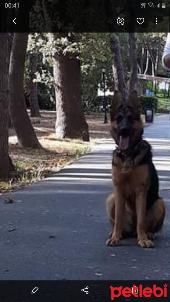 Alman Çoban Köpeği, Köpek  Laila fotoğrafı