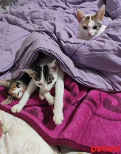 Tekir Kedi, Kedi  Bulut vişne böğürtlen fotoğrafı