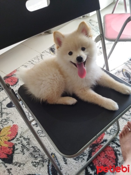 Pomeranyalı, Köpek  Leon yeni ev arıyor fotoğrafı