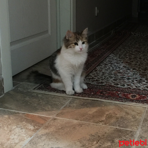 Tekir Kedi, Kedi  Sushi fotoğrafı