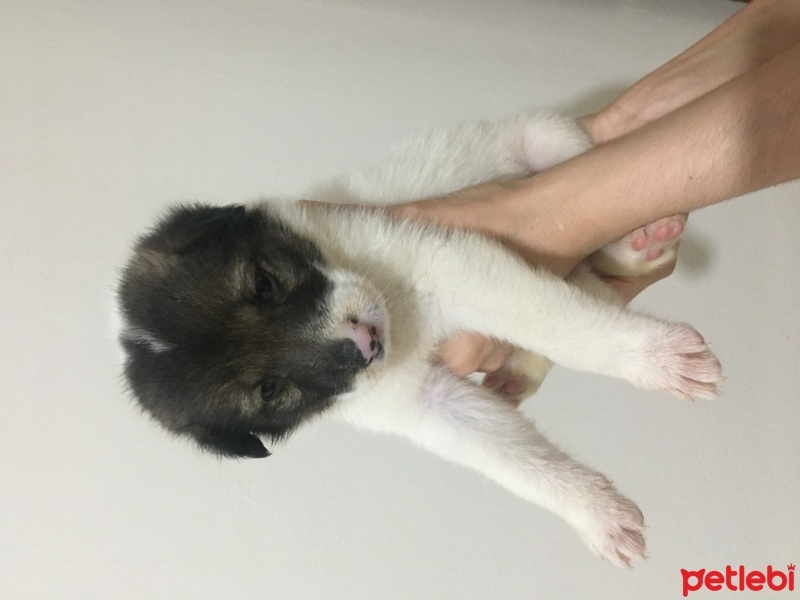 Sokö (Sokak Köpeği), Köpek  maske fotoğrafı