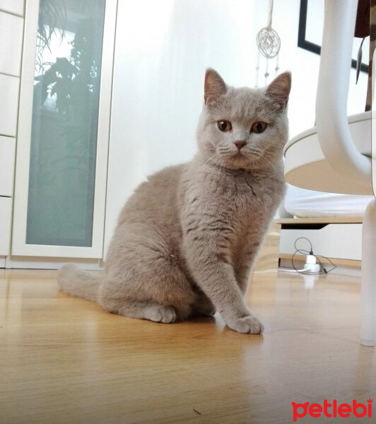 British Shorthair, Kedi  Palmiye fotoğrafı