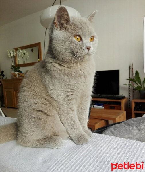 British Shorthair, Kedi  Palmiye fotoğrafı