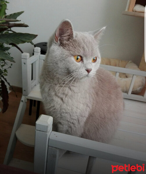 British Shorthair, Kedi  Palmiye fotoğrafı