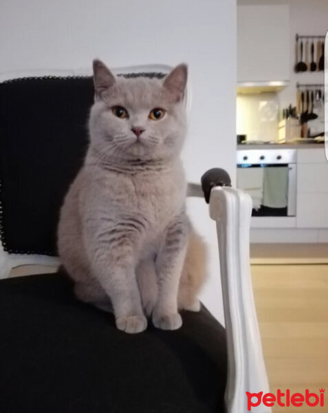 British Shorthair, Kedi  Palmiye fotoğrafı