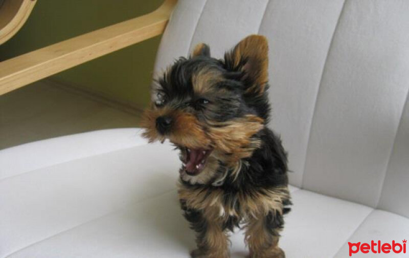 Yorkshire Terrier, Köpek  paris fotoğrafı