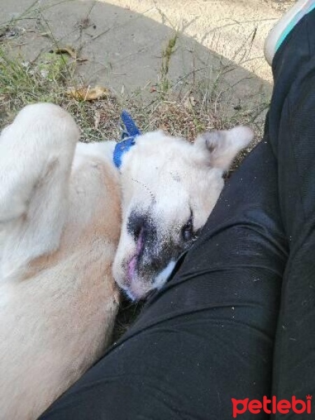 Kangal, Köpek  PAŞA fotoğrafı