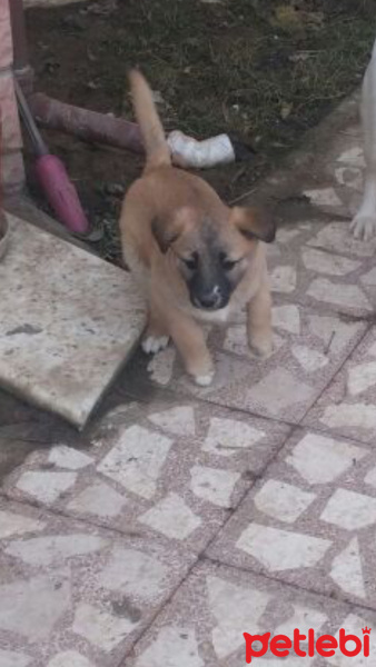 Sokö (Sokak Köpeği), Köpek  Çirkin fotoğrafı