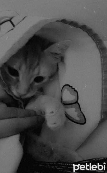 Sarman, Kedi  Behlül fotoğrafı