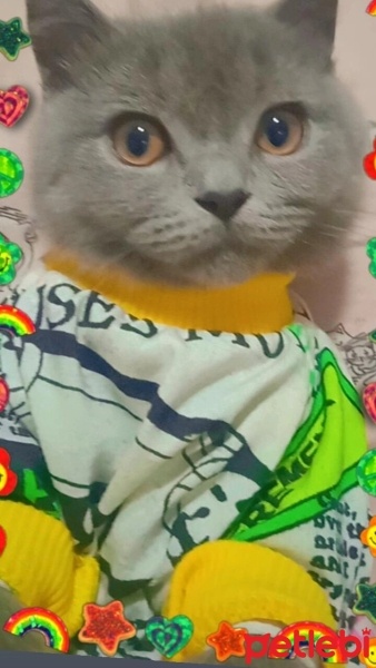 British Shorthair, Kedi  Behlül fotoğrafı