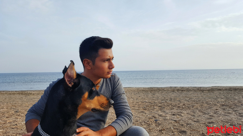 Doberman Pinscher, Köpek  Hera fotoğrafı