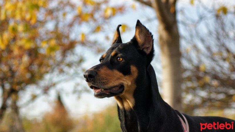 Doberman Pinscher, Köpek  Hera fotoğrafı