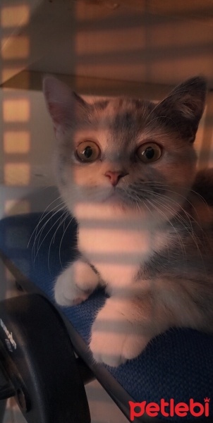 British Shorthair, Kedi  sütlaç fotoğrafı
