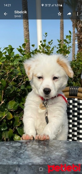 Maltese, Köpek  Jessy fotoğrafı