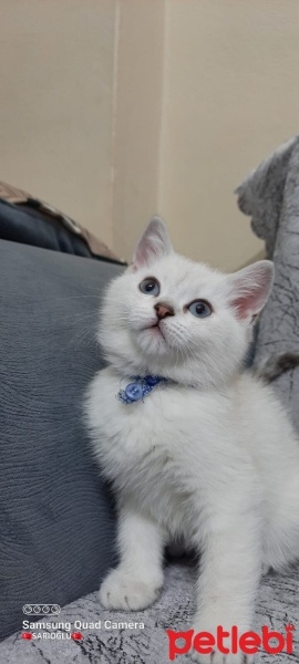 British Shorthair, Kedi  Kral fotoğrafı