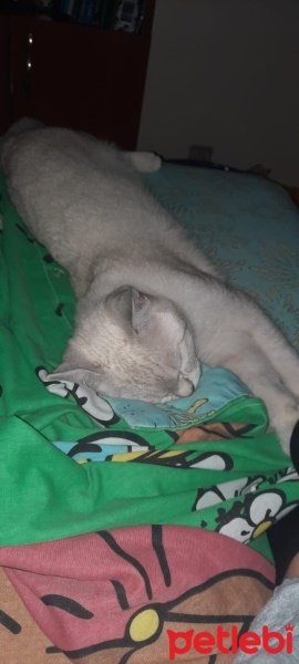 British Shorthair, Kedi  Kral fotoğrafı