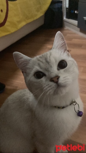 British Shorthair, Kedi  Kral fotoğrafı