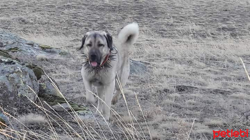 Kangal, Köpek  paşa fotoğrafı