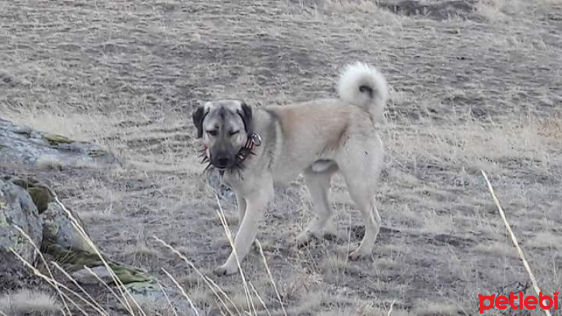 Kangal, Köpek  paşa fotoğrafı