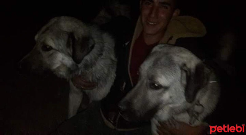 Kangal, Köpek  paşa fotoğrafı