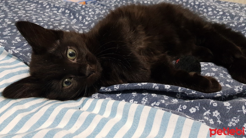 Tekir Kedi, Kedi  Köpük fotoğrafı