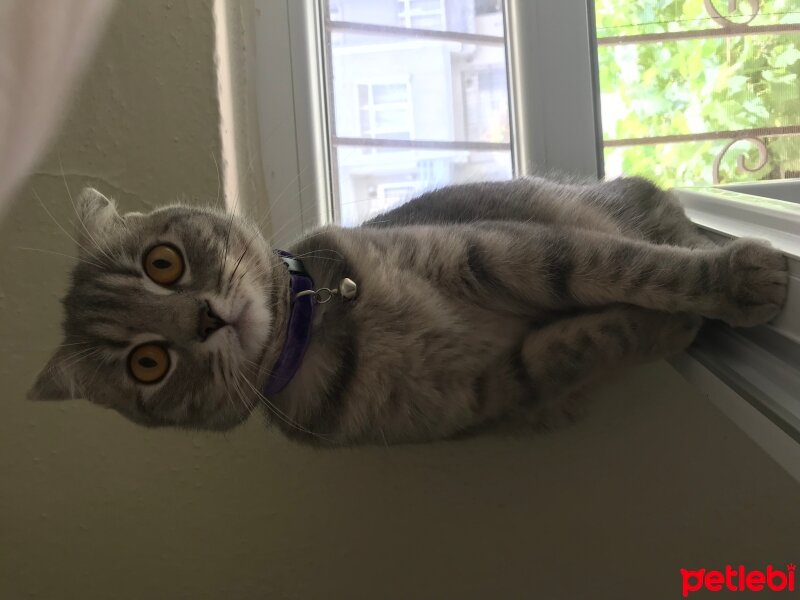 Scottish Fold, Kedi  Lina fotoğrafı