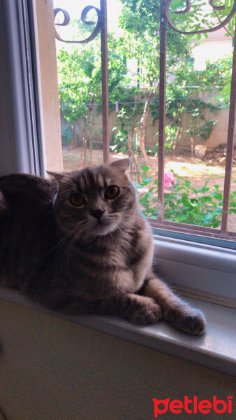 Scottish Fold, Kedi  Lina fotoğrafı