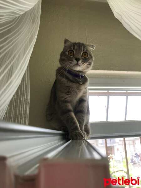 Scottish Fold, Kedi  Lina fotoğrafı