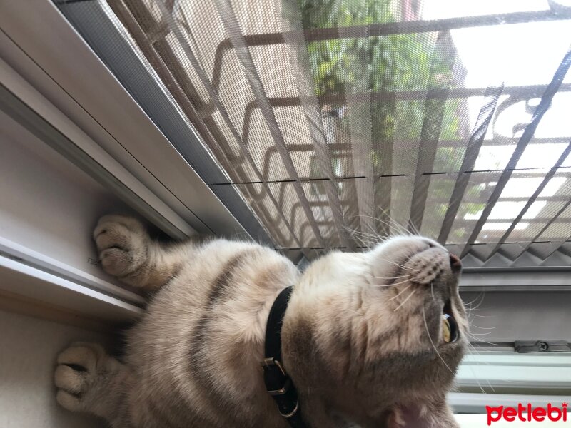 British Shorthair, Kedi  Paşa fotoğrafı