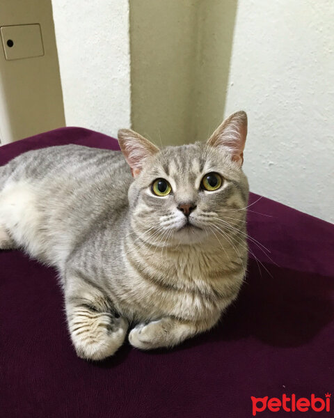 British Shorthair, Kedi  Paşa fotoğrafı