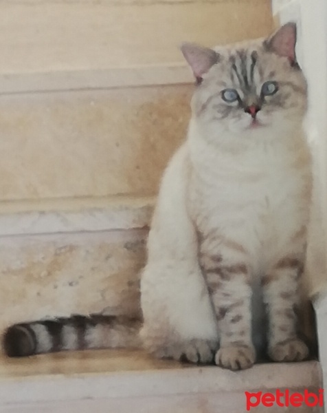 British Shorthair, Kedi  Badem fotoğrafı
