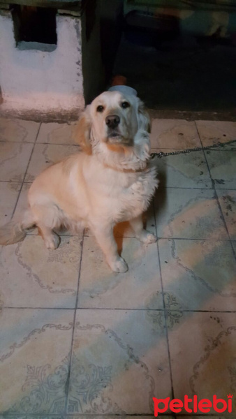 Golden Retriever, Köpek  ŞİLA fotoğrafı