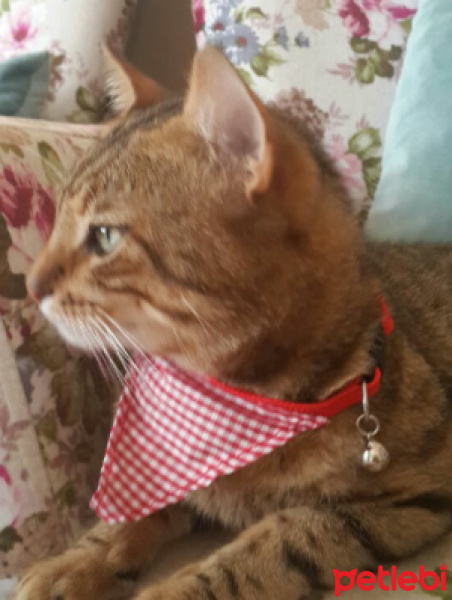 Tekir Kedi, Kedi  merk fotoğrafı