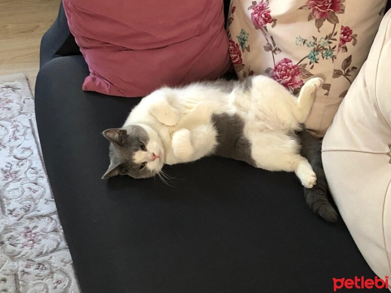 British Shorthair, Kedi  Fıstuk fotoğrafı