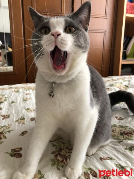 British Shorthair, Kedi  Fıstuk fotoğrafı