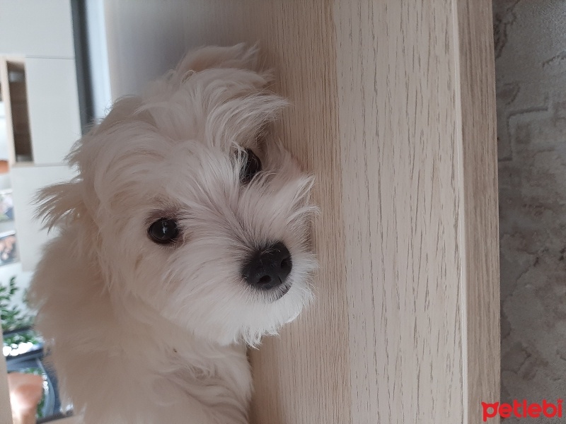 Maltese, Köpek  Eddie fotoğrafı