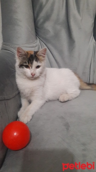 Tekir Kedi, Kedi  miya fotoğrafı