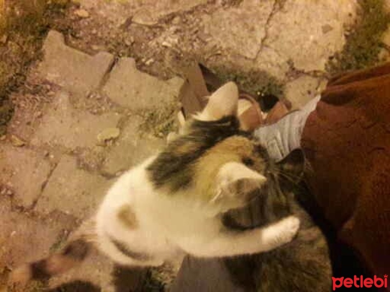 Tekir Kedi, Kedi  miya fotoğrafı