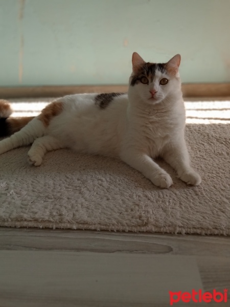Tekir Kedi, Kedi  miya fotoğrafı