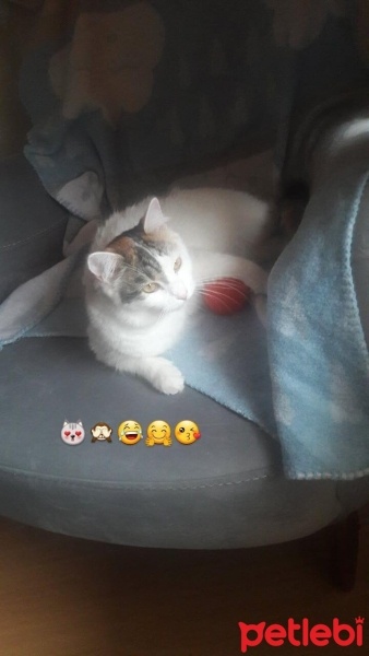 Tekir Kedi, Kedi  miya fotoğrafı