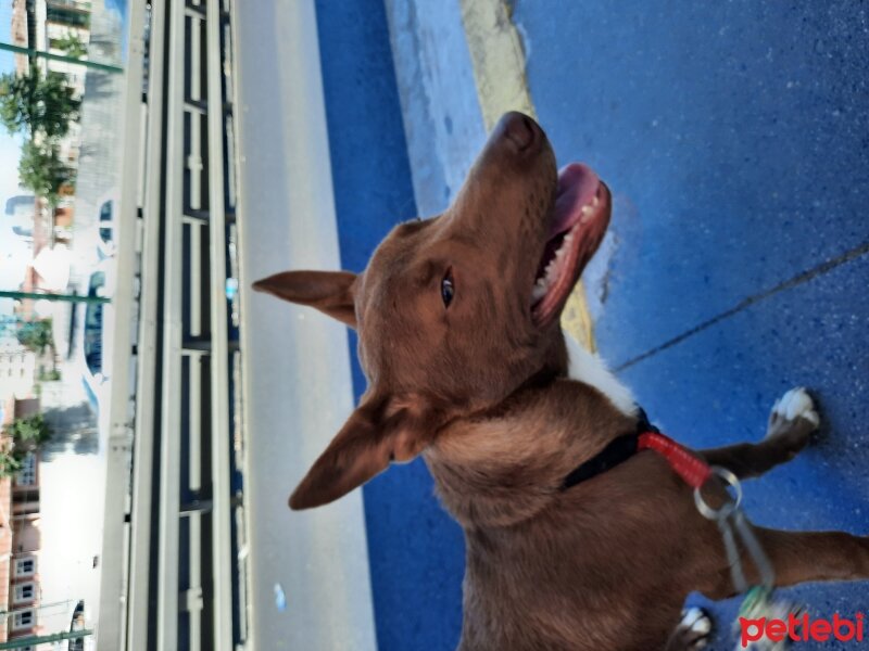 Türk Tazısı, Köpek  Martin fotoğrafı