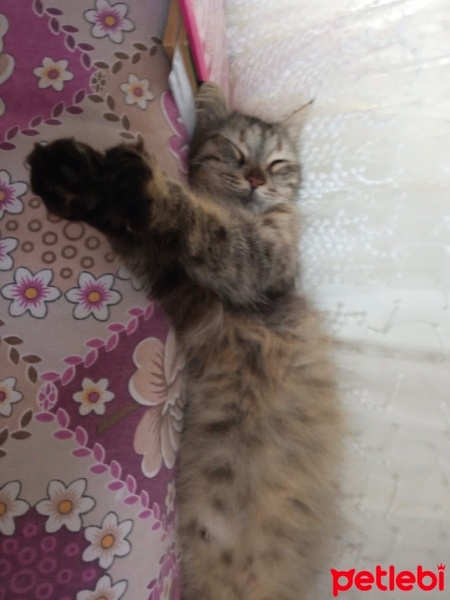 Tekir Kedi, Kedi  Melek fotoğrafı