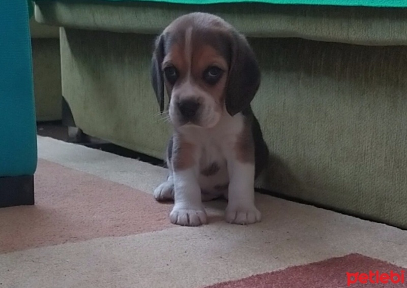 Beagle, Köpek  Beagle fotoğrafı